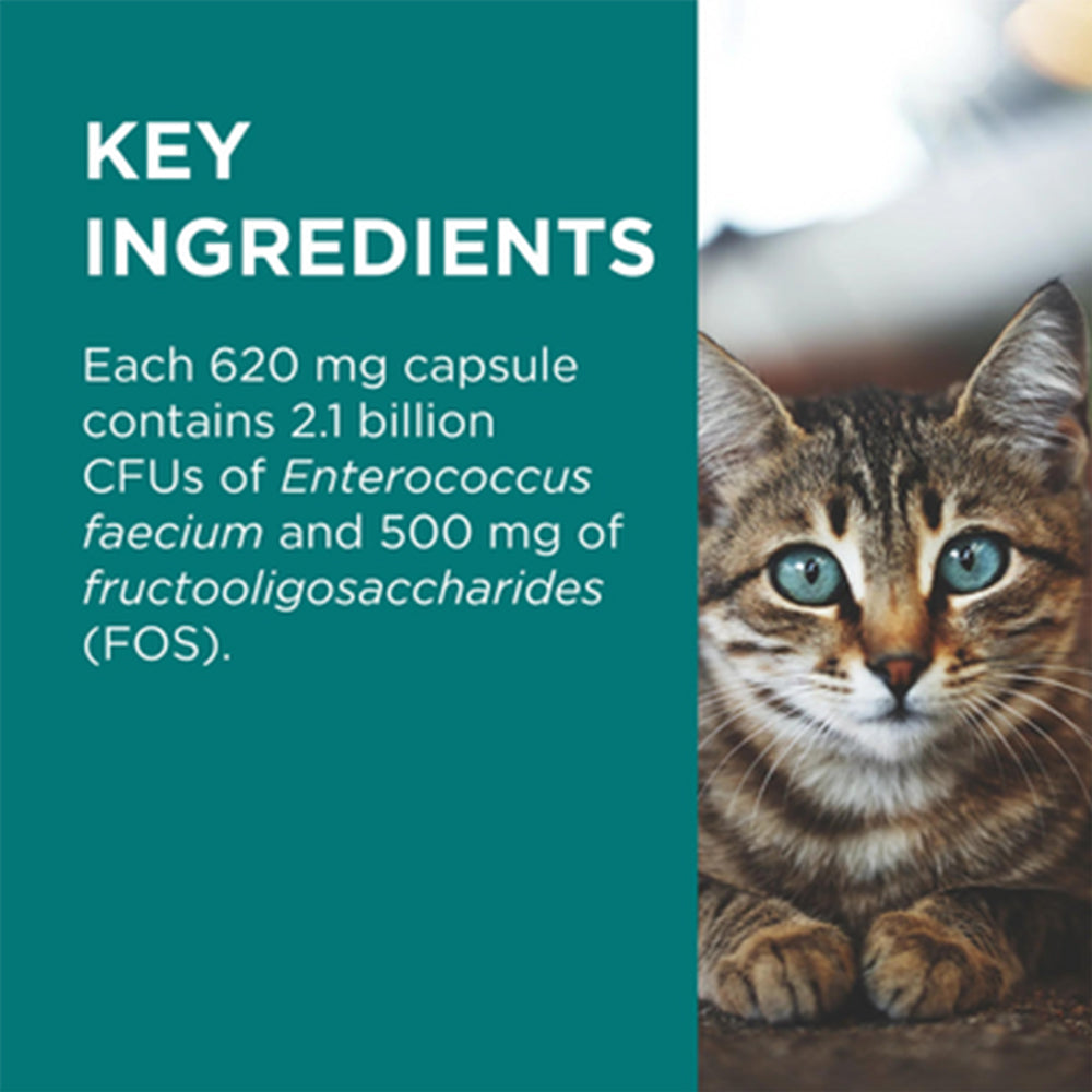 PAW Digesticare For Cats 30s