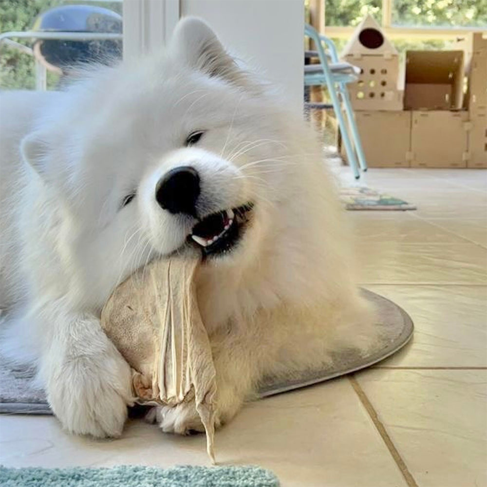 FREEZY PAWS Pig Ear Jumbo Size Dogs & Cats Treats 3pk