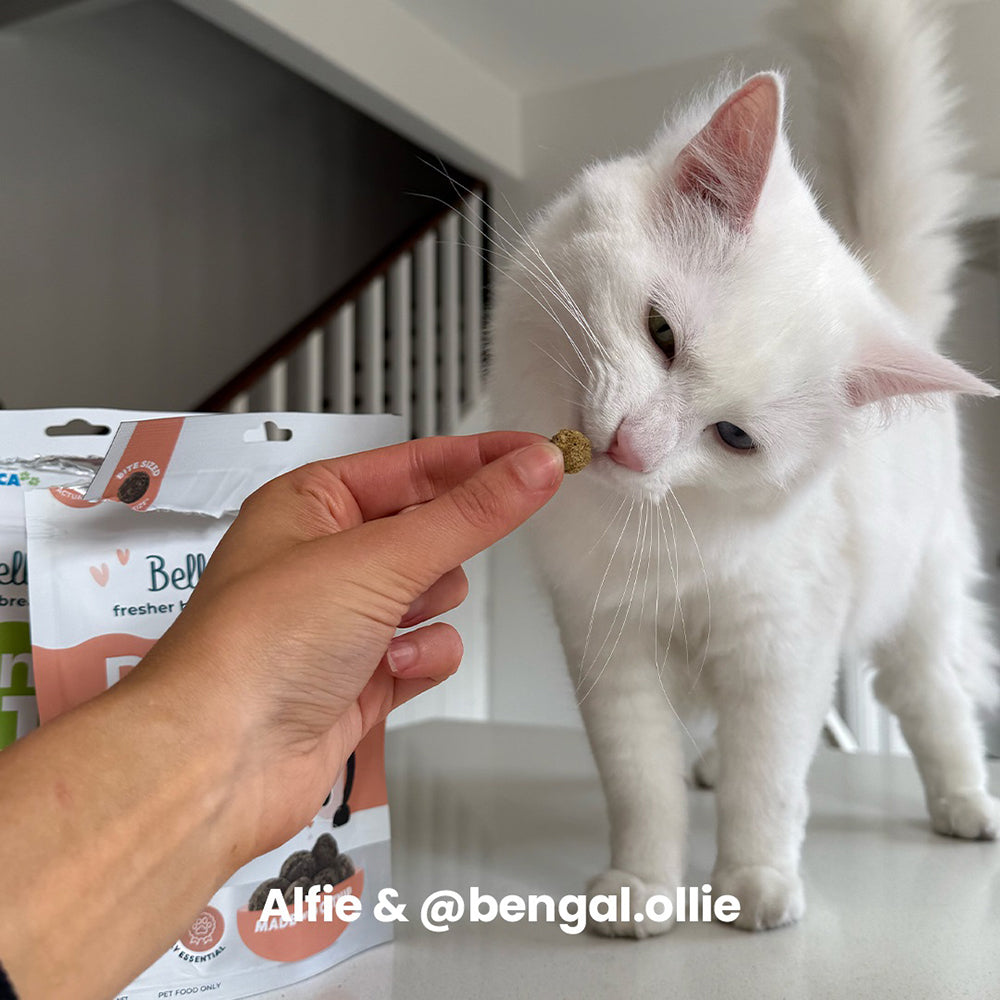 BELL & BONE Dental Bites Salmon With Charcoal Cat Treats 80g