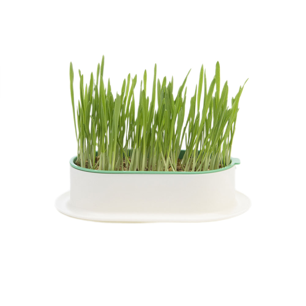 ZODIAC Soilless Wheatgrass Growing Kit - Green