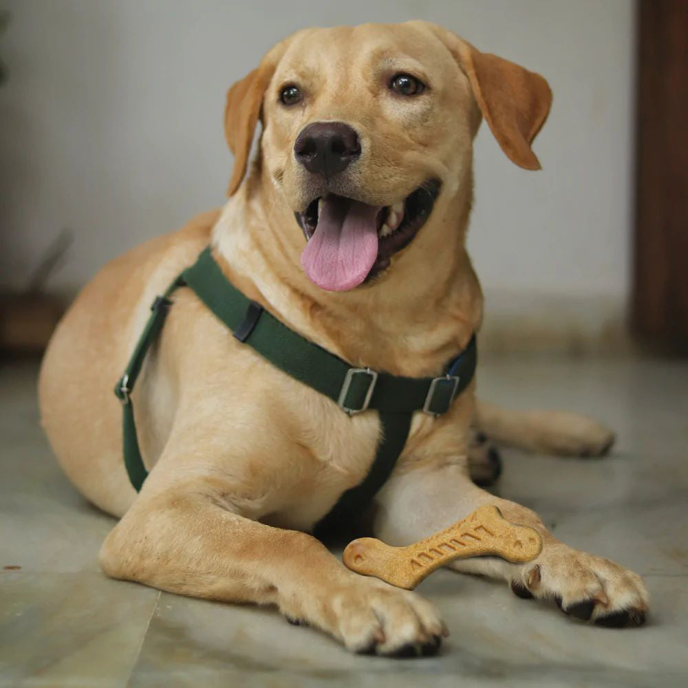 FOFOS Stix Wooden Bone Upgrade Blister Packaging Dog Toy