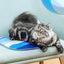 PETKIT Cooling Cat Pad for PETKIT Pura X