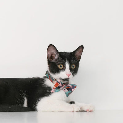 PIDAN Bow Tie Collar - Cat - A5 - Petso Online 