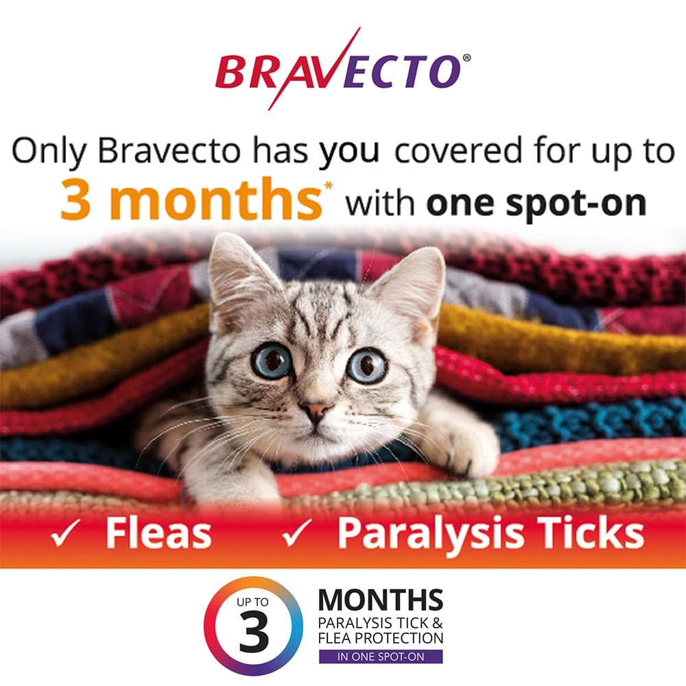 BRAVECTO Flea and Tick Management for large cats (6.25-12.5kg) 2 pipettes