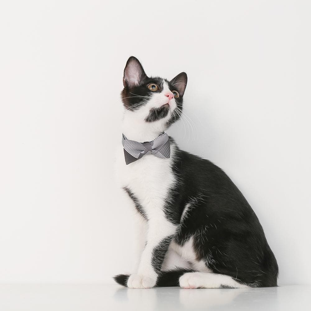 PIDAN Bow Tie Collar - Cat - A1 - Petso Online
