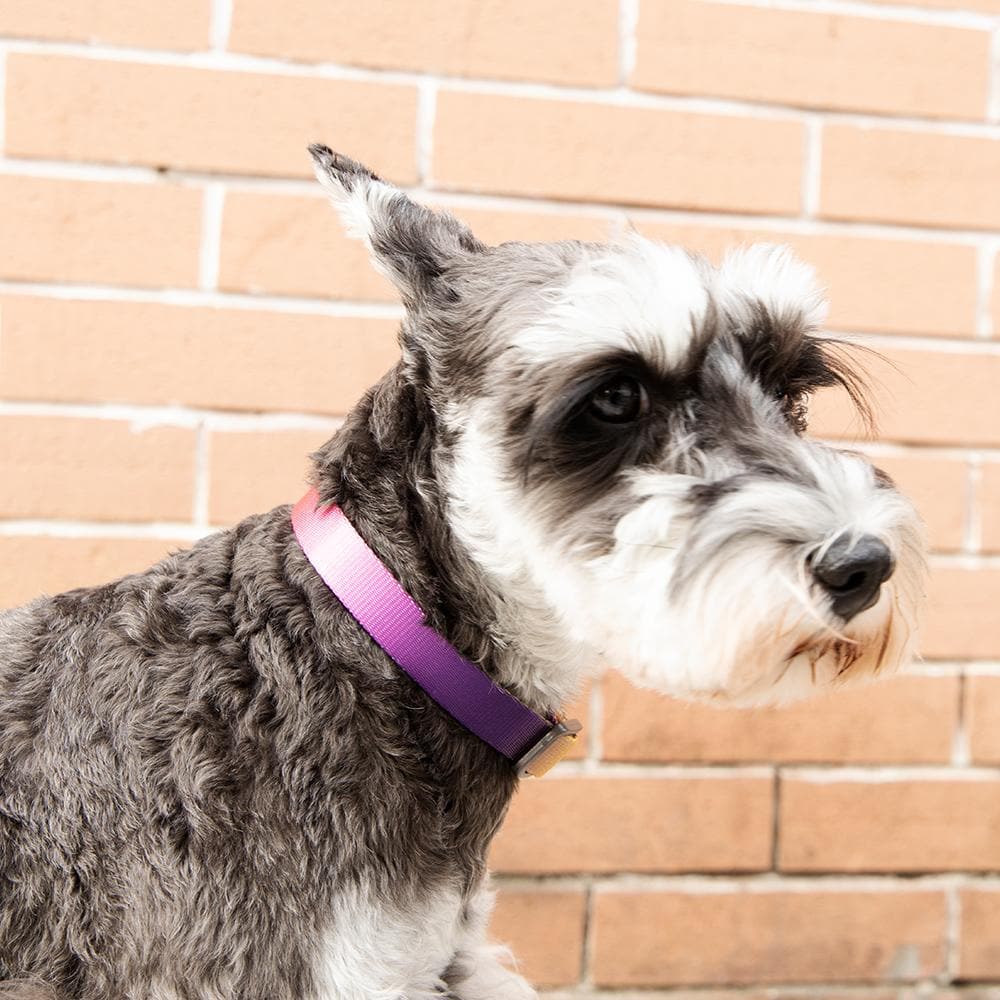 PIDAN Collar - Dog - S3 - Petso Online