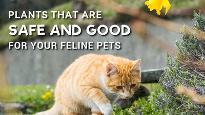 Many Ways Plants Can Give Cats Better Health