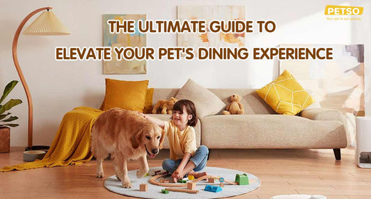 The Ultimate Guide to Elevate Your Pet's Dining Experience