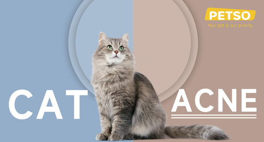 Cat Acne
