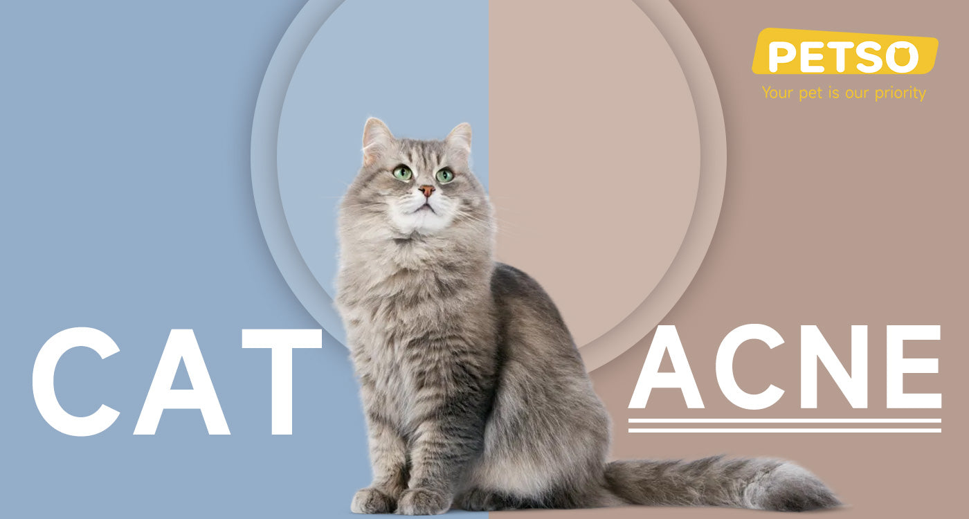 Cat Acne Blog Petso Au
