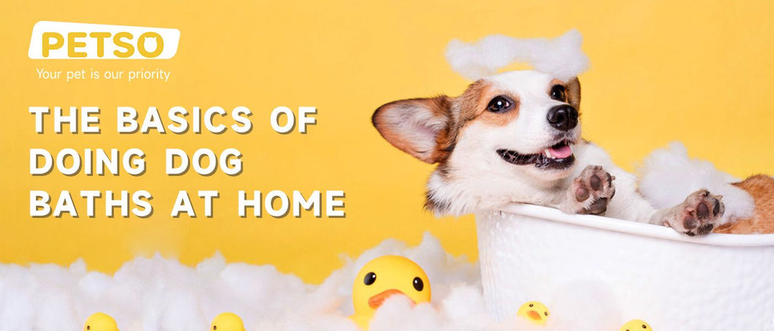 Dog Grooming 101: How to Properly Give Dog Baths at Home