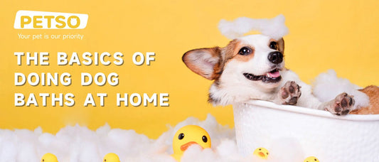 Dog Grooming 101: How to Properly Give Dog Baths at Home
