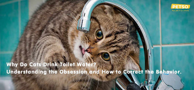 Why Do Cats Drink Toilet Water? Understanding the Obsession and How to Correct the Behavior