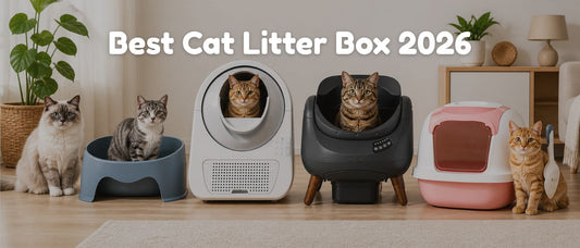 Best Cat Litter Box 2026: Top Picks & Buying Guide