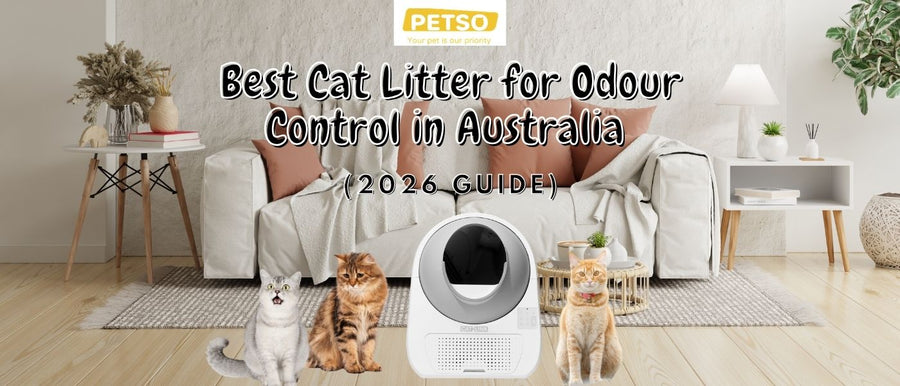 Best Cat Litter for Odour Control in Australia 2026 