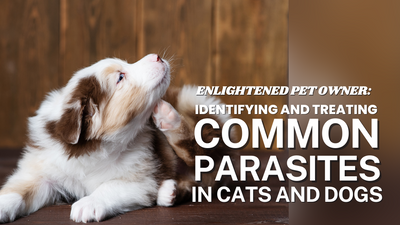 Pet Deworming: The Importance of Worming against Parasite Infestation