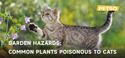 Common Plants Poisonous to Cats - Blog Banner