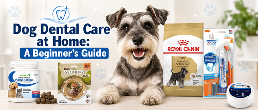 Dog Dental Care at Home: A Beginner’s Guide