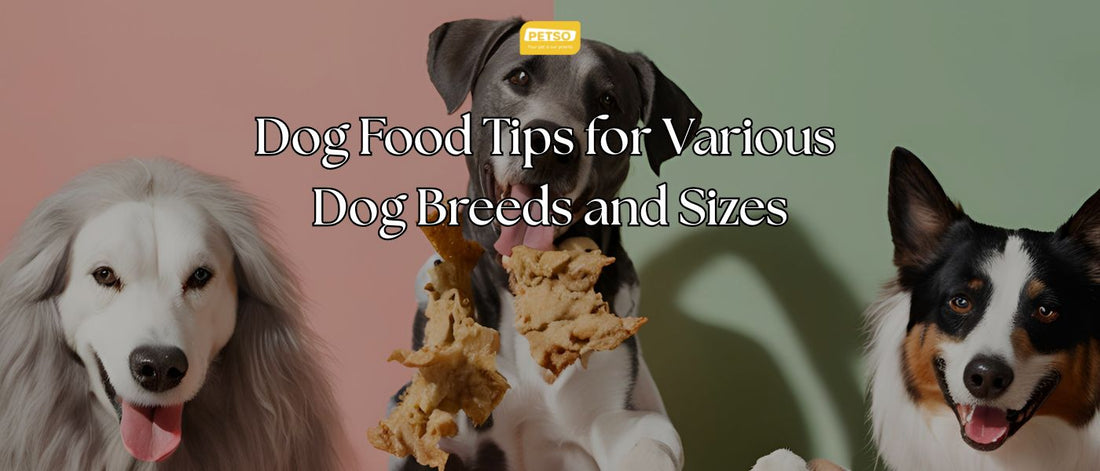 Dog Food Tips for Various Dog Breeds and Sizes