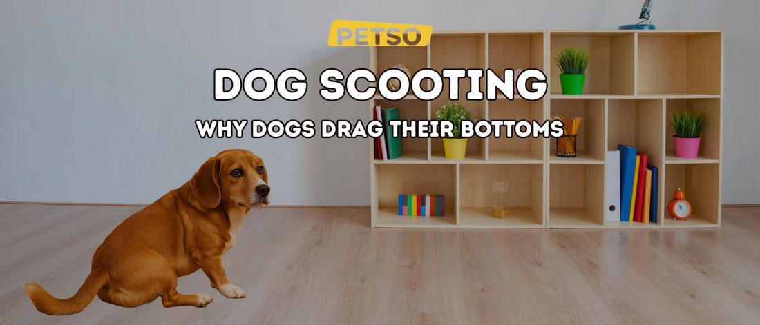 Dog Scooting: Why Dogs Drag Their Bottoms