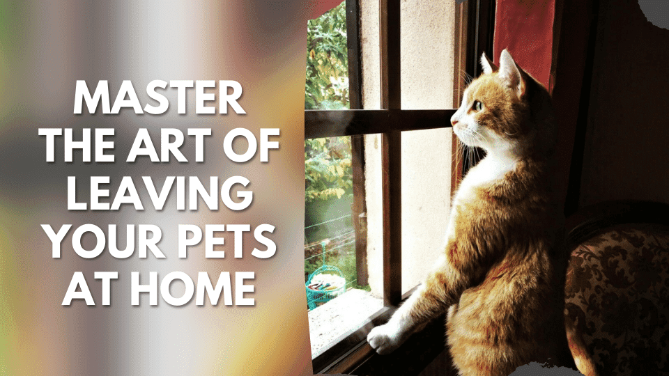 Master the Art of Leaving Your Pets at Home  With These Practical Tips