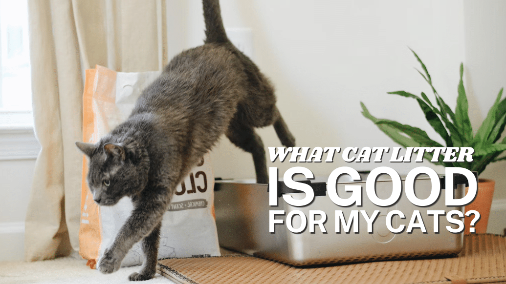 Pet Parents Guide to Choosing the Right Cat Litter for their Kitty