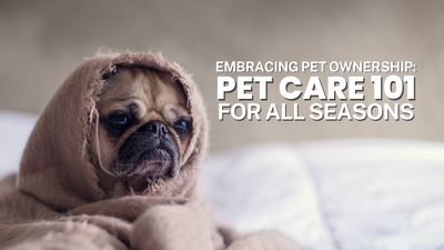 Pet Care Tips to Follow for Every Climate Season