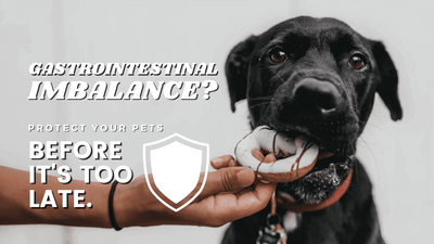 Protect Your Pets From Gastrointestinal Imbalance Before It's Too Late