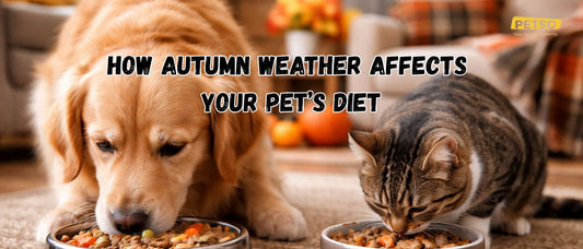 How Autumn Weather Affects Your Pet’s Diet