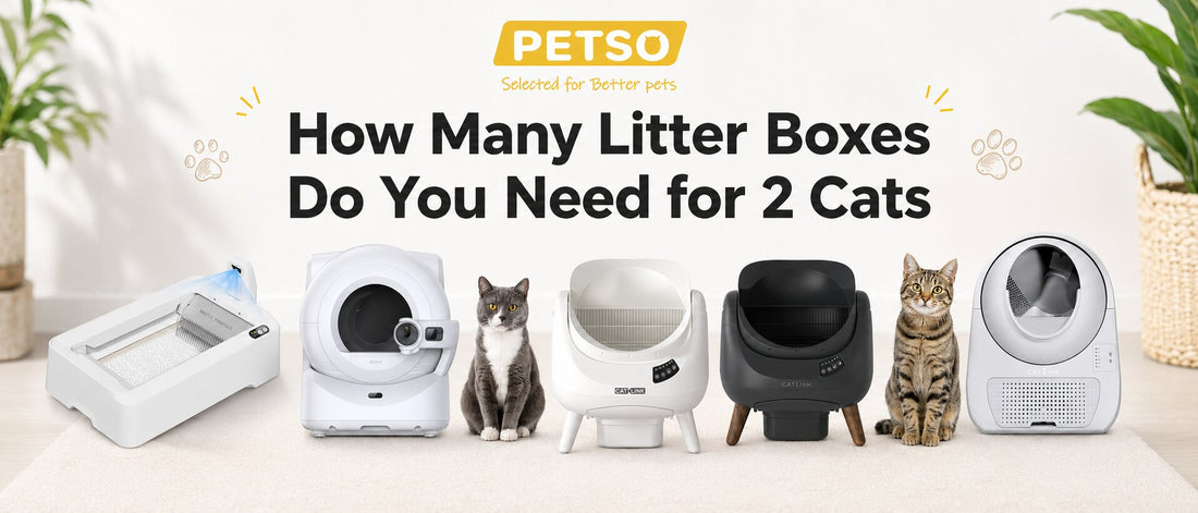 How Many Litter Boxes Do You Need for 2 Cats?