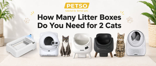 How Many Litter Boxes Do You Need for 2 Cats?