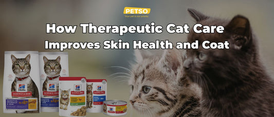How Therapeutic Cat Care Improves Skin Health and Coat
