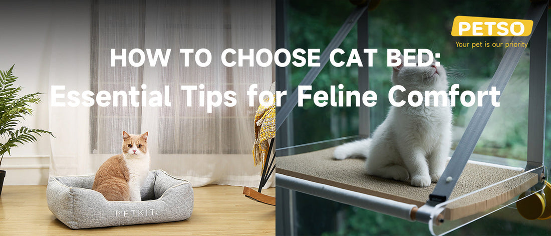 How to Choose Cat Bed: Essential Tips for Feline Comfort