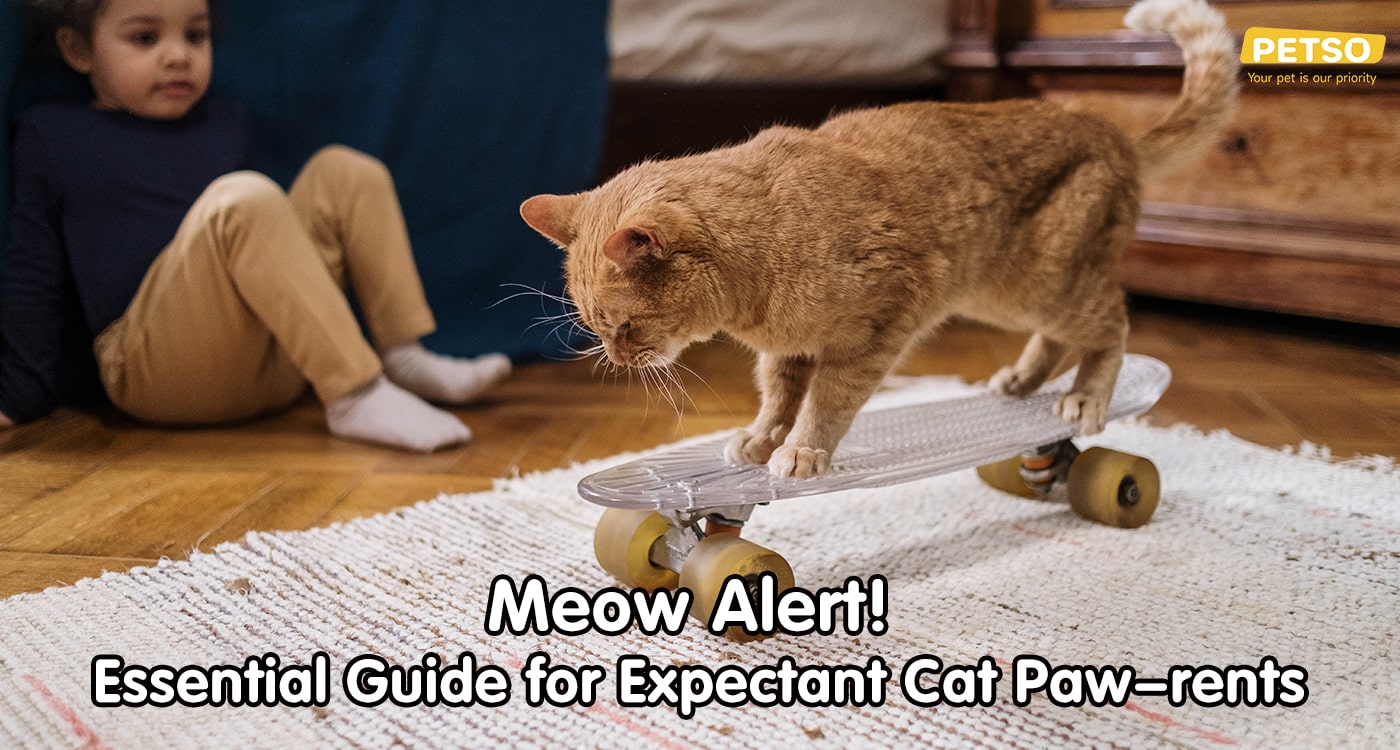 How to prepare when adopting a cat