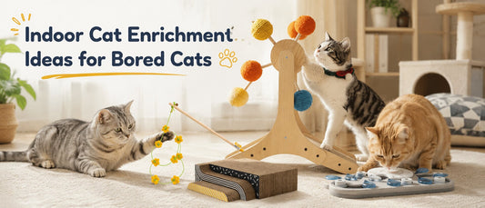 Indoor Cat Enrichment Ideas for Bored Cats