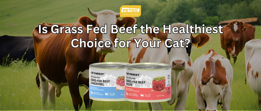 Is Grass-Fed Beef the Healthiest Choice for Your Cat?