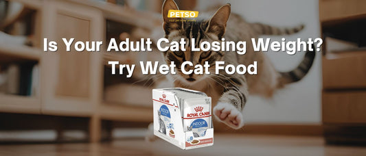 Is Your Adult Cat Losing Weight? Try Wet Cat Food