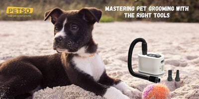 Mastering Pet Grooming with the right tools