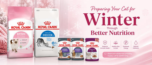 Preparing Your Cat for Winter Through Better Nutrition