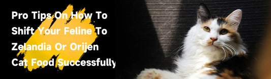 Pro Tips On How To Shift Your Feline To Zelandia Or Orijen Cat Food Successfully!