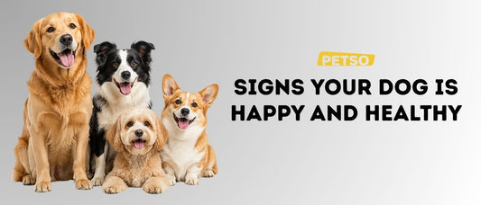 Signs Your Dog Is Happy and Healthy