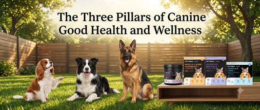 The Three Pillars of Canine Good Health and Wellness