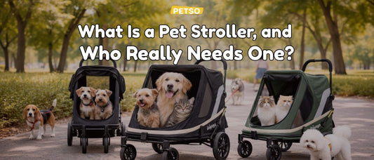 What Is a Pet Stroller, and Who Really Needs One?