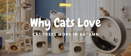 Why Cats Love Cat Trees More in Autumn