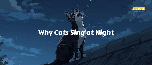 Why Cats Sing at Night