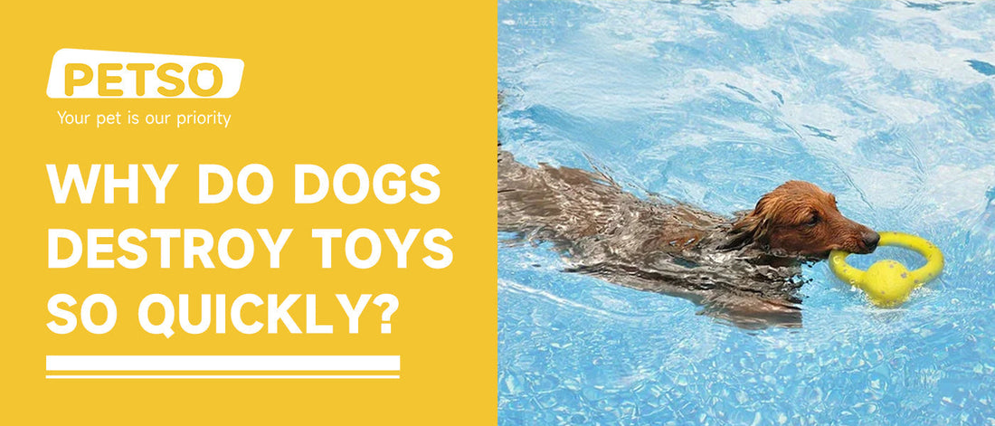 Why Do Dogs Destroy Toys So Quickly?