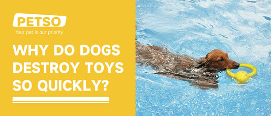 Why Do Dogs Destroy Toys So Quickly?