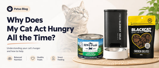 Why Does My Cat Act Hungry All the Time?