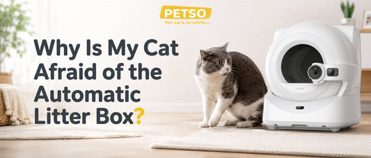 Why Is My Cat Afraid of the Automatic Litter Box?