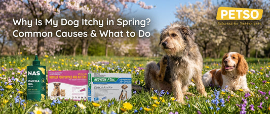 Why Is My Dog Itchy in Spring? Common Causes & What to Do